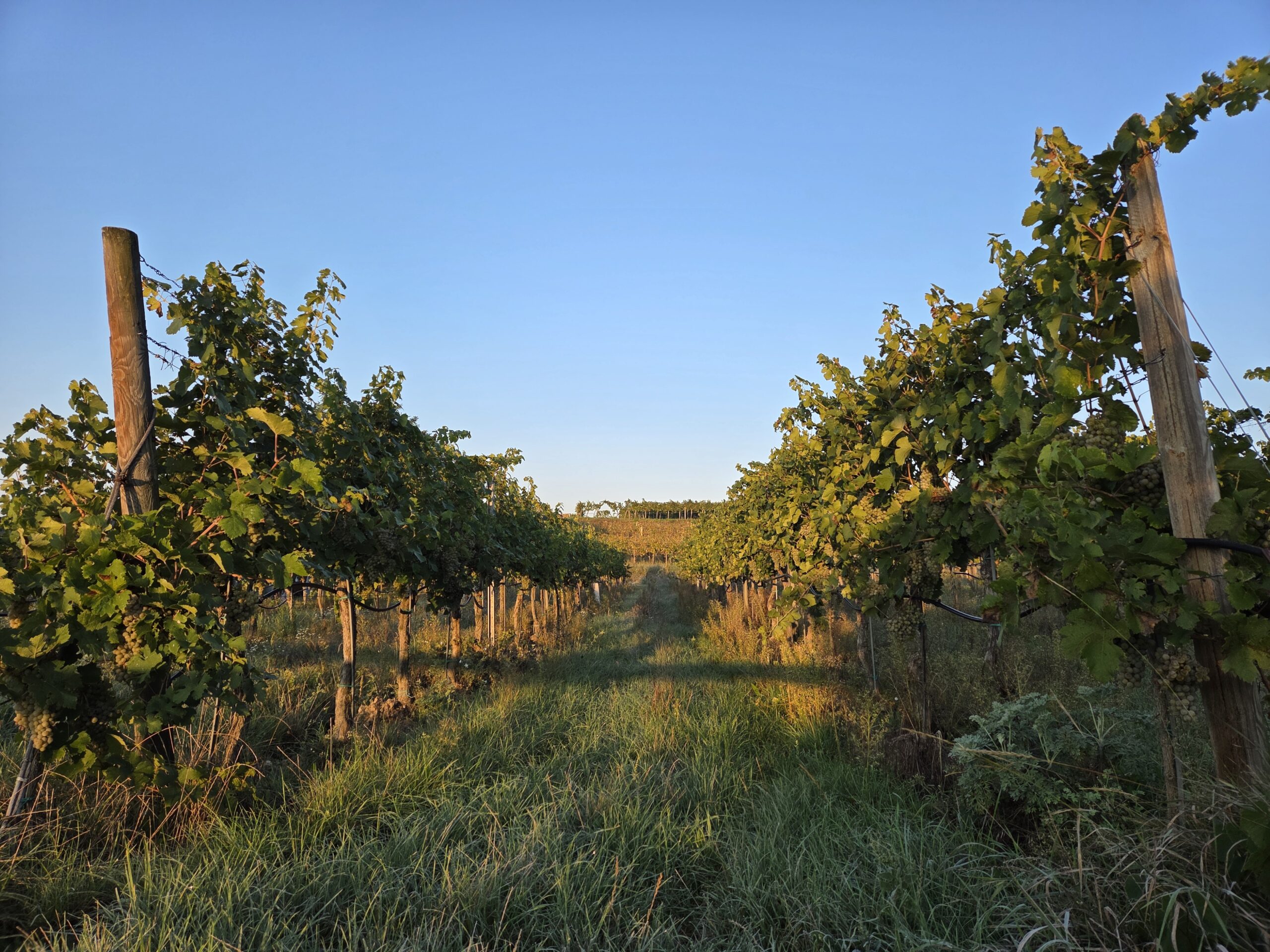 Vineyards at Gebling